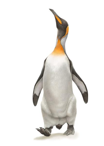 Работа Мартина Авелинга (MArtin Aveling) King Penguin